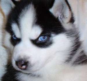 Pui Husky Siberian Ochi Albaștri
