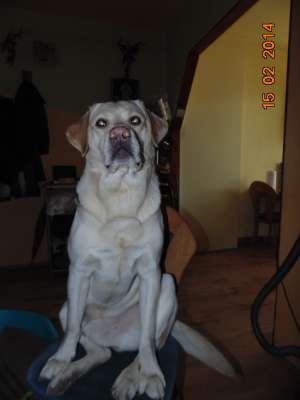 ofer mascul labrador golden pt monta