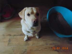 ofer mascul labrador golden pt monta