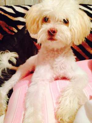Bichon