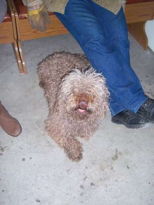 CEDEZ CANICHE TALIE MEDIE/MARE