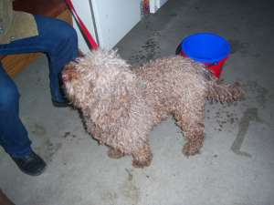 CEDEZ CANICHE TALIE MEDIE/MARE
