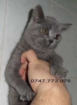 Pisici rasa British