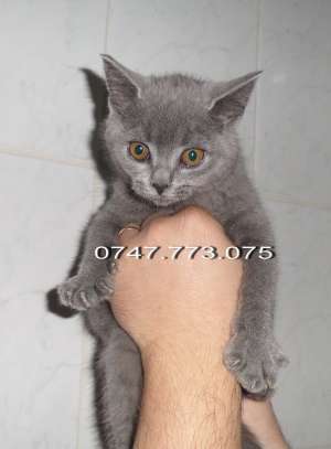 Pisici British Shorthair