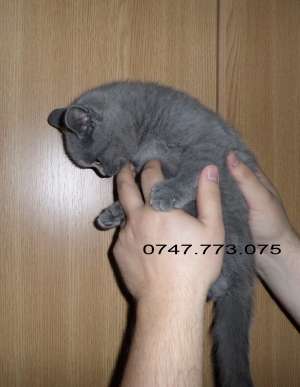 Oferim pisici rasa British Blue