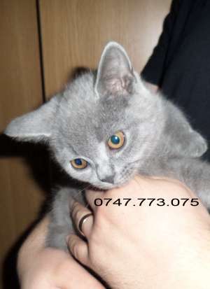 British Shorthair Blue -pui de 2 luni de vanzare