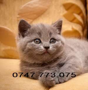Pisici British Shorthair Blue