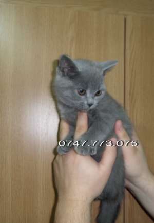 Pisici British Shorthair Blue