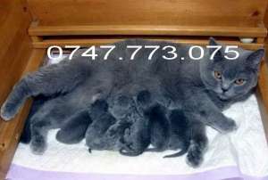 British Shorthair Blue