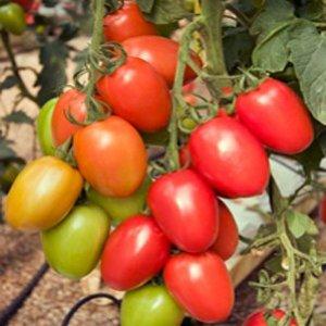 Seminte Tomate Policarpo F1 - 500sem
