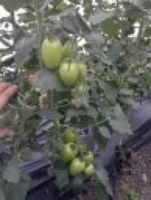 Seminte Tomate Policarpo F1 - 500sem
