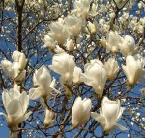 Vand magnolia