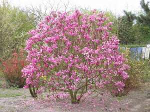Vand magnolia