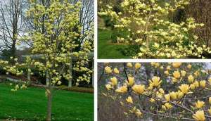 Vand magnolia