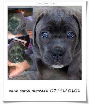 vand cane corso