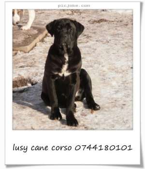 vand cane corso