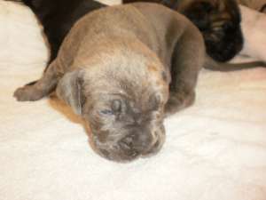 vand cane corso