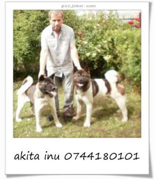 vand akita