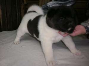 vand akita