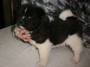 vand akita