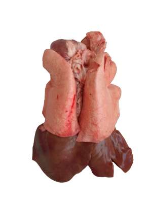 Organe de miel congelate