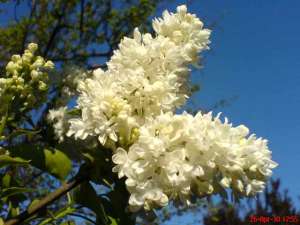 Vand Liliac specie rara