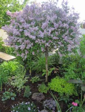 Vand Liliac specie rara