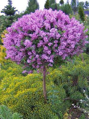 Vand Liliac specie rara