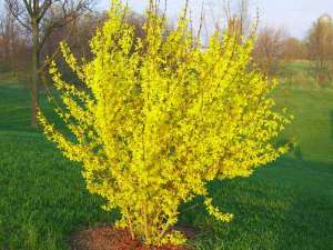 Vand Forsitia (forsythia)