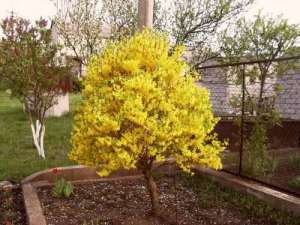 Vand Forsitia (forsythia)