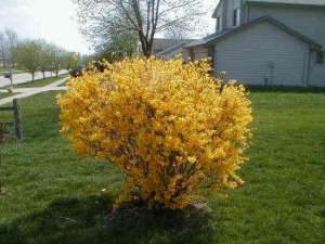Vand Forsitia (forsythia)