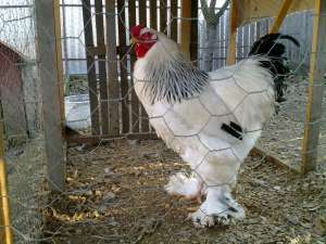 Vand cocos brahma herminat deschis