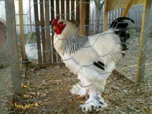 Vand cocos brahma herminat deschis