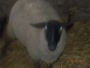 24 oi suffolk