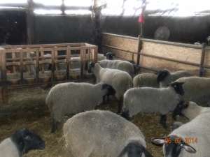 24 oi suffolk
