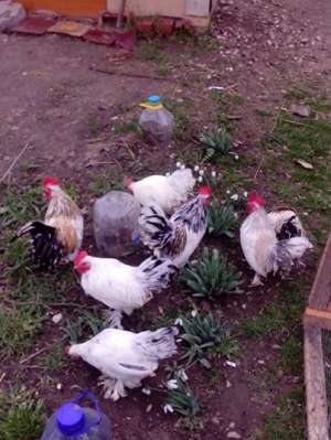cocos de munte