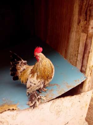 cocos de munte