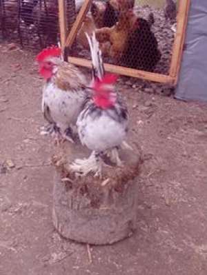 cocos de munte