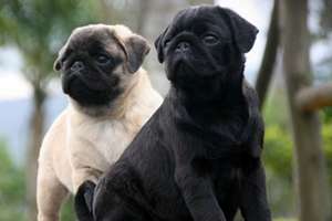 pui pug cu pedigree