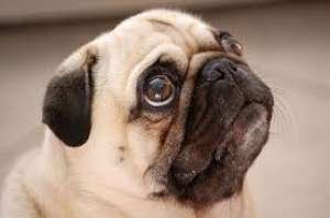 pui pug cu pedigree
