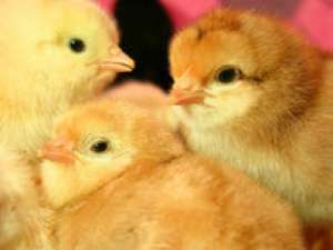 Pui de gaina la o zi (oferta)