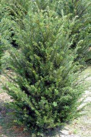 Vand Taxus
