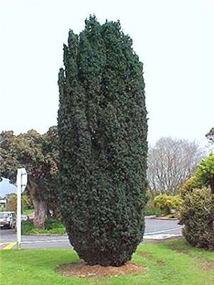 Vand Taxus