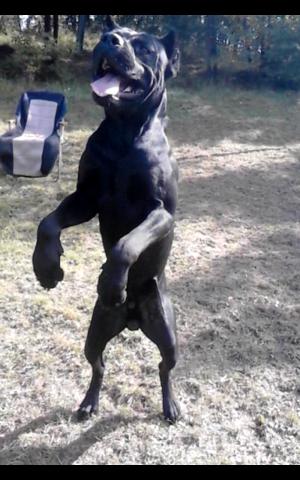 Monta  Cane Corso Mascul