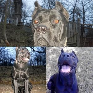 Monta  Cane Corso Mascul