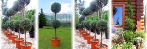 Vand Forme din plante naturale