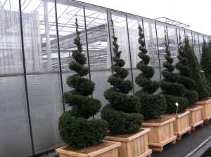 Vand Forme din plante naturale