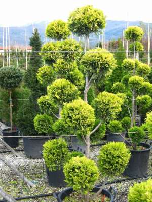 Vand Forme din plante naturale