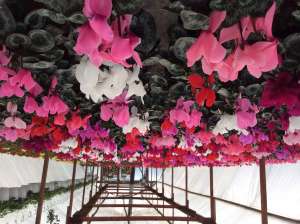 Flori la ghiveci pentru luna Martie ;Zambile , Cyclamen, Primula Muscate