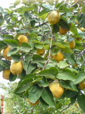 Puieti gutui / gutuie / pomi fructiferi
